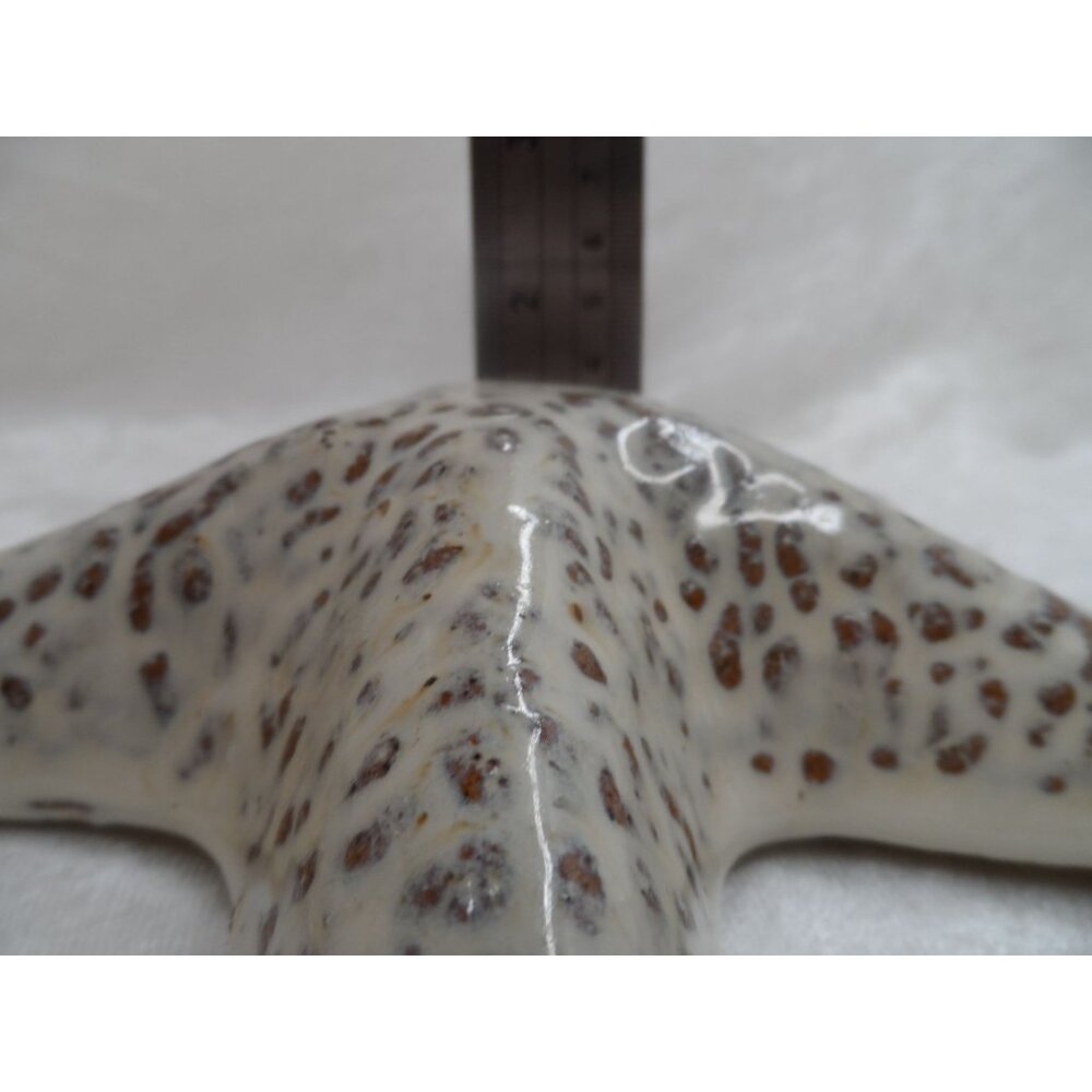 Ceramic Starfish Decor 8" Beige Coastal Beach House Accent - Picture 5 of 6